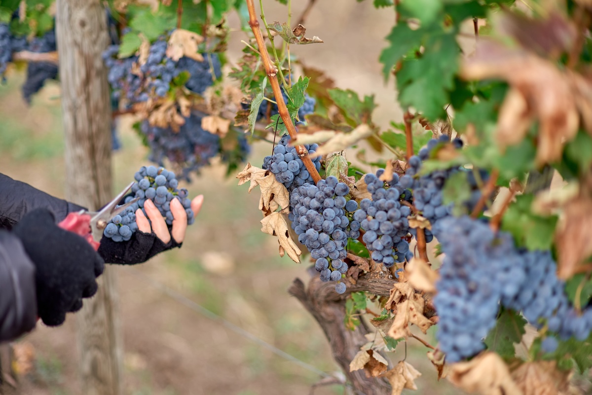 vendemmia uva del 2026